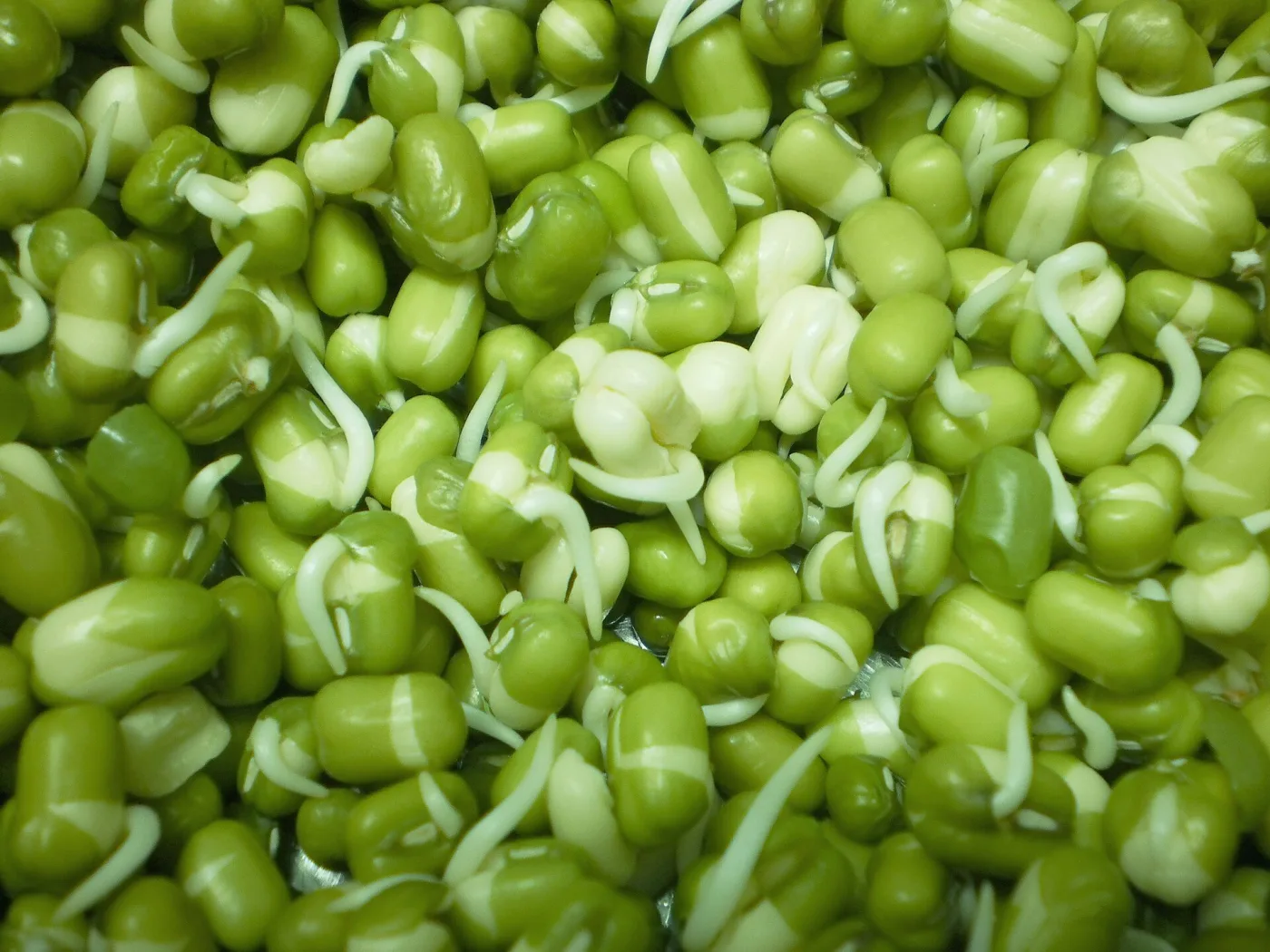 Sprouted green gram (cherupayaru).