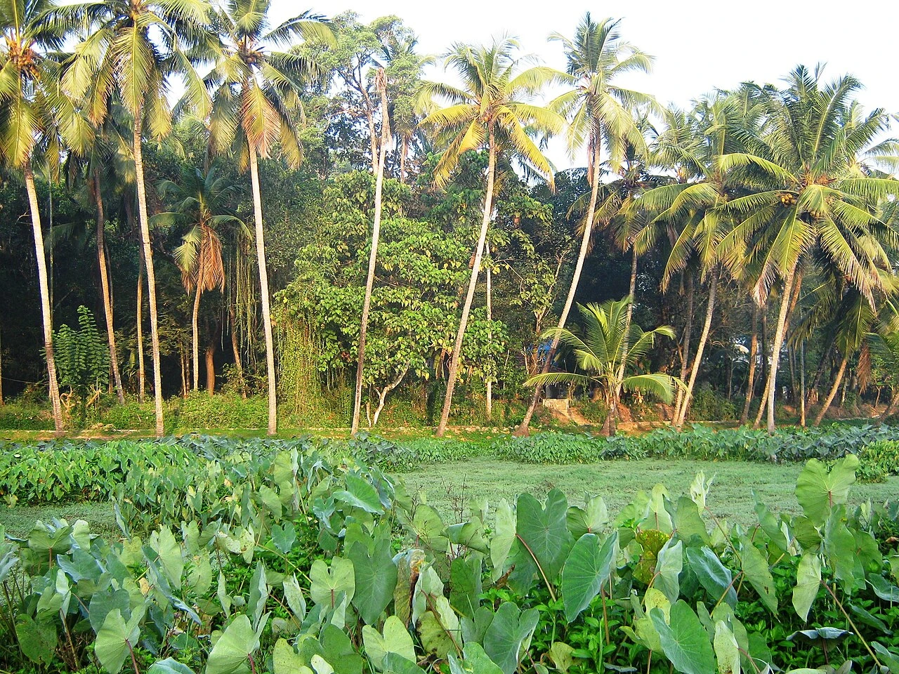 Chelora Beach